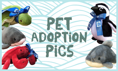 Pet Adoption Pics